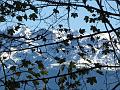 Moucherotte 019
